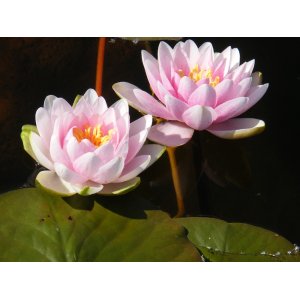 Lekno (Nymphaea) ´FABIOLA´ - ⌀ 5-10 cm, kont. P11